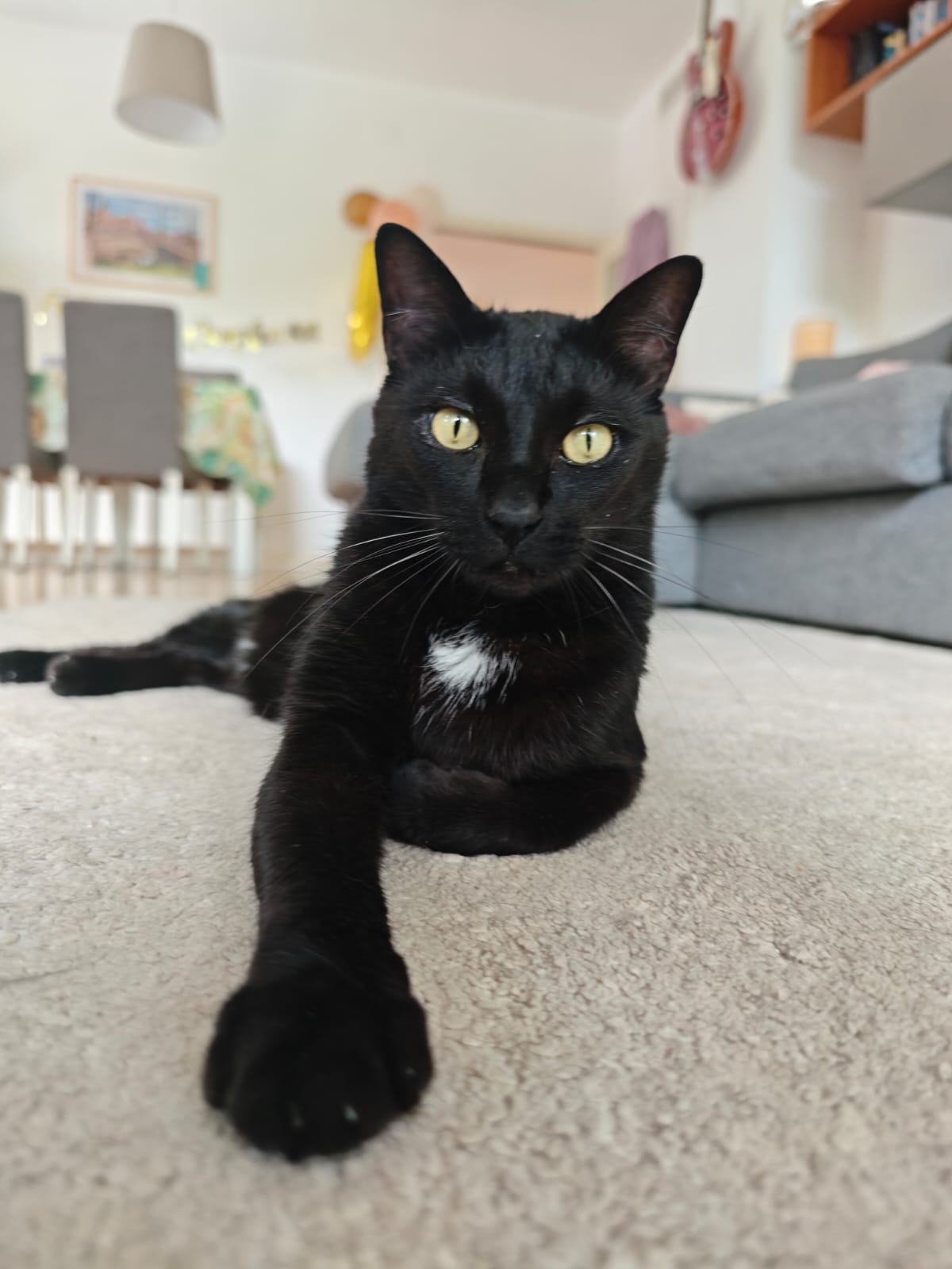 Gato atendido por Gaticidad en Barcelona